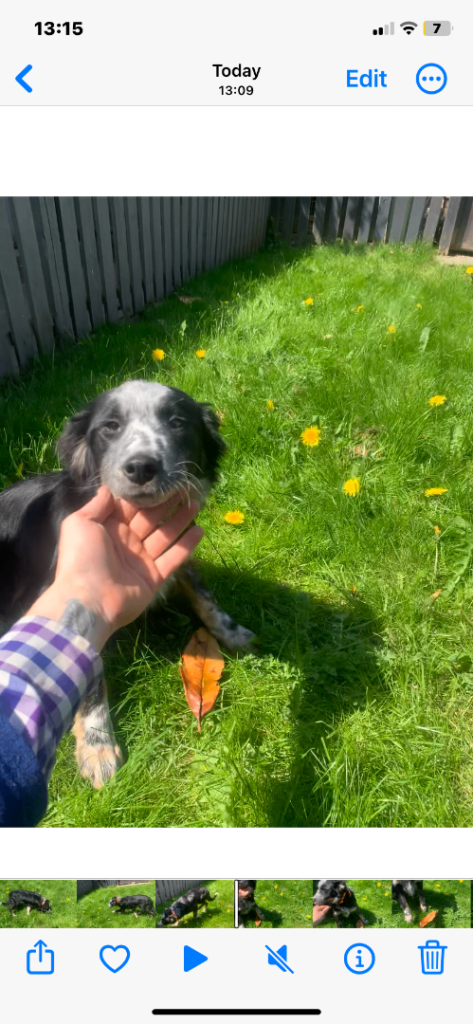 Female border collie 
