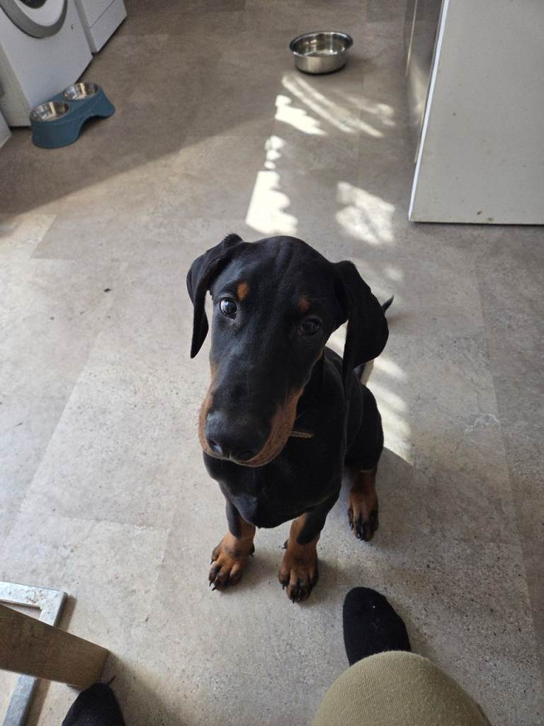 Doberman puppy 20 weeks old