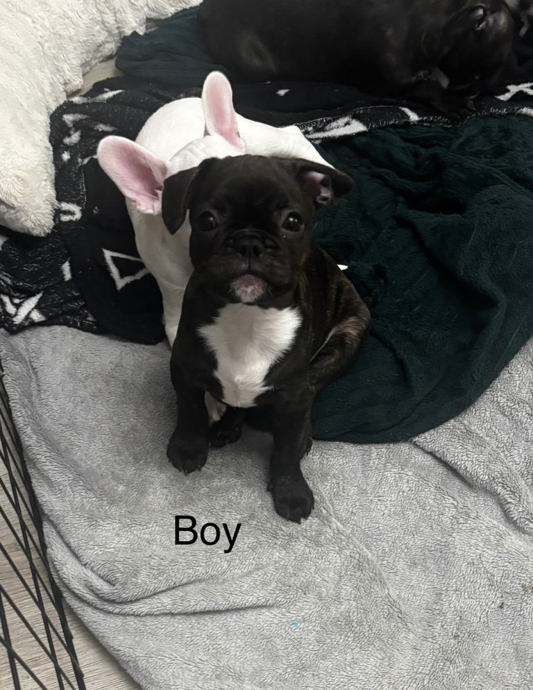 Beautiful French bulldog puppies for sale 1brindle boy 1 brindle female