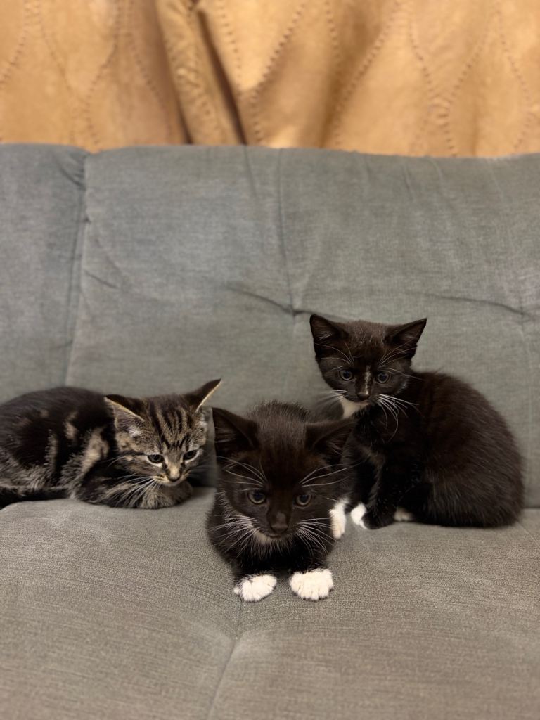 3 kittens looking for new home ASAP!!