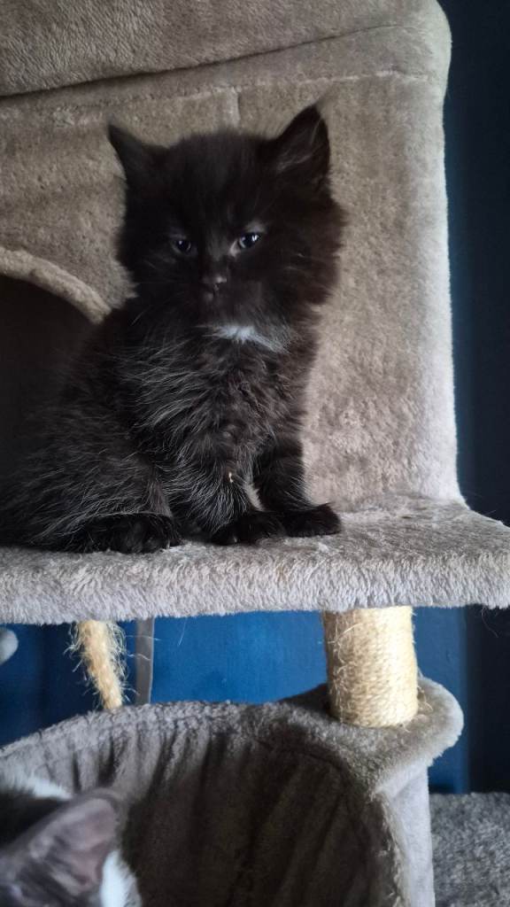 Kittens for sale 