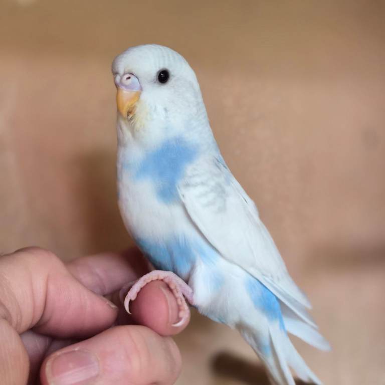 Baby budgies, 