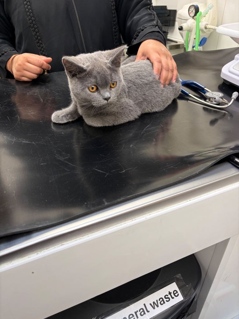 British shorthair cat 