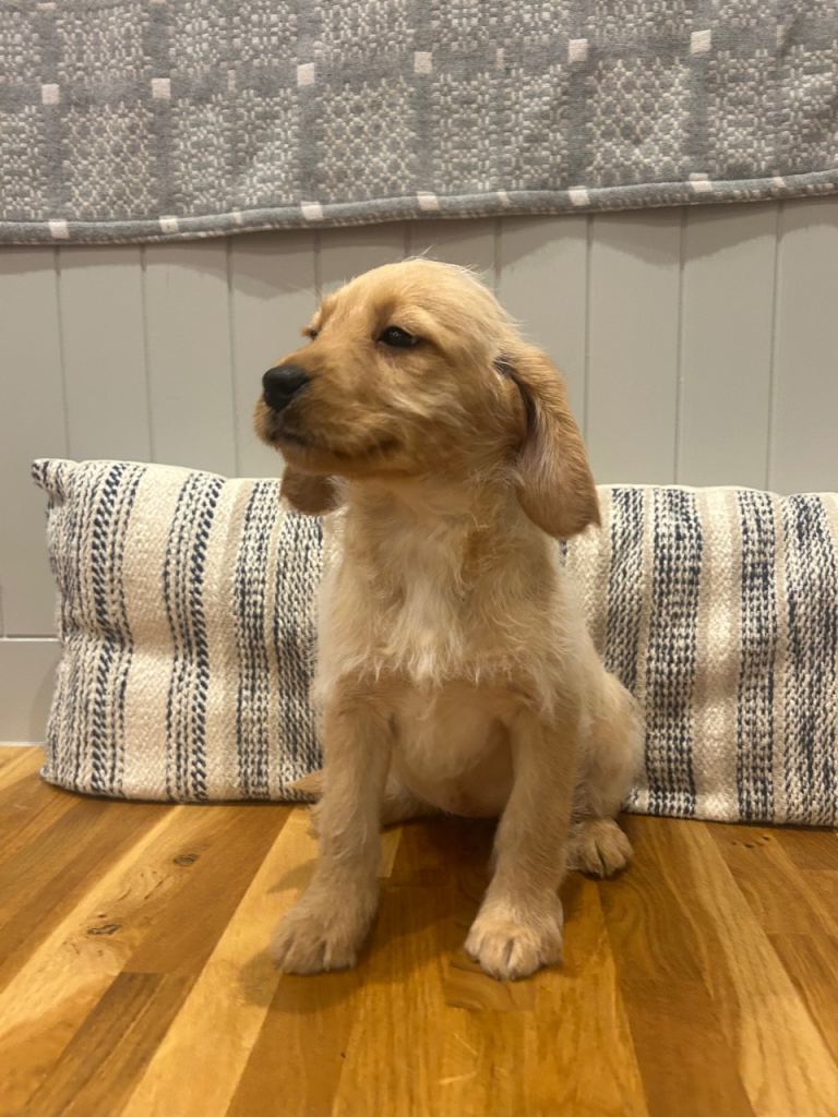 Beautiful Labradoodle  girls