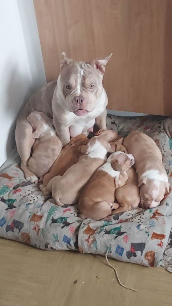 Staffordshire Cross pocket puppies 
