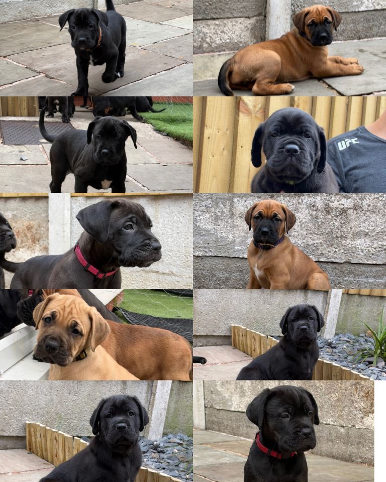 Cane Corso x Malinois Pups (Ready NOW)