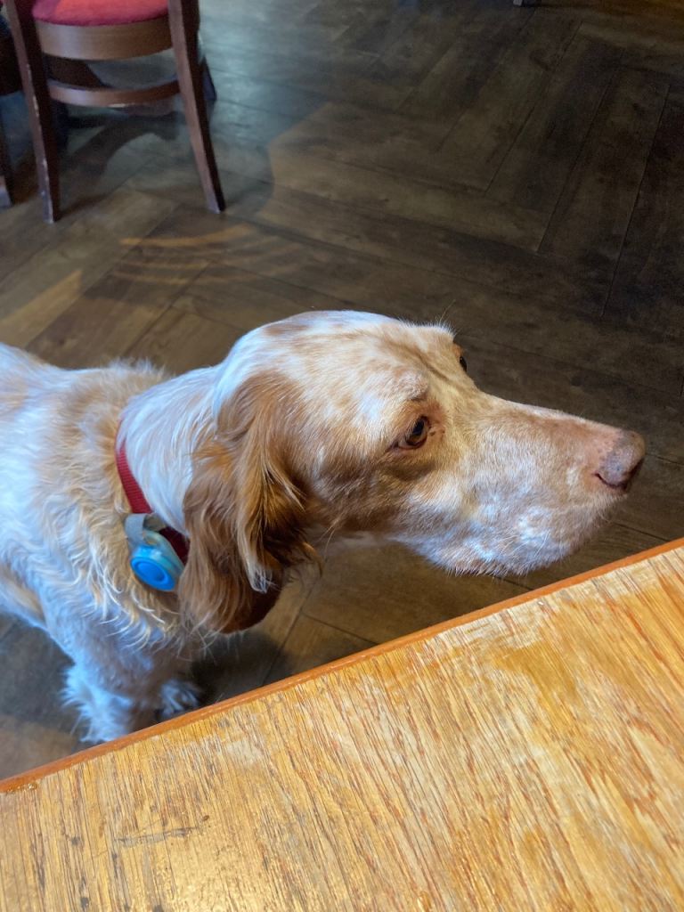 English Setter 