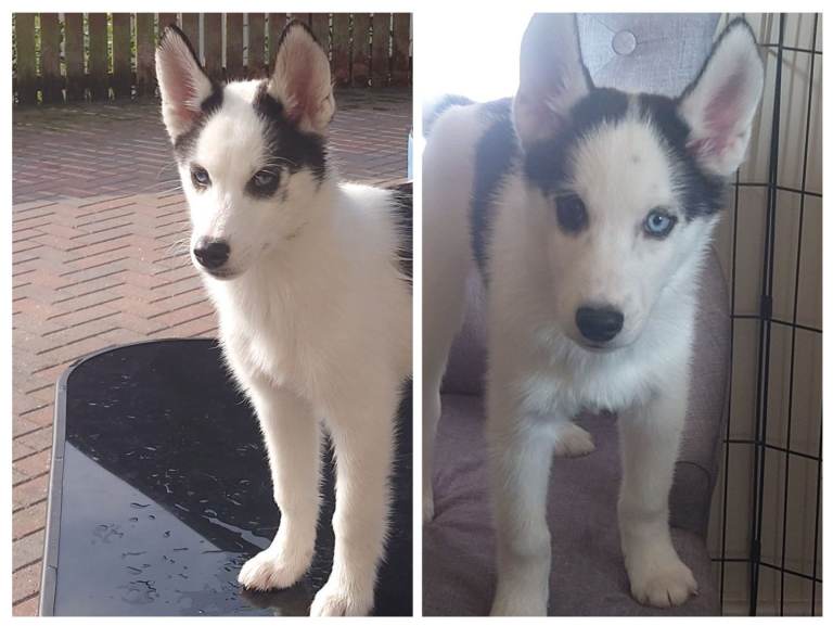 Siberian Huskies for sale