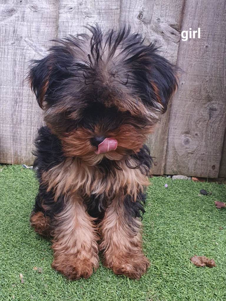 Yorkshire terrier puppies  2 girls