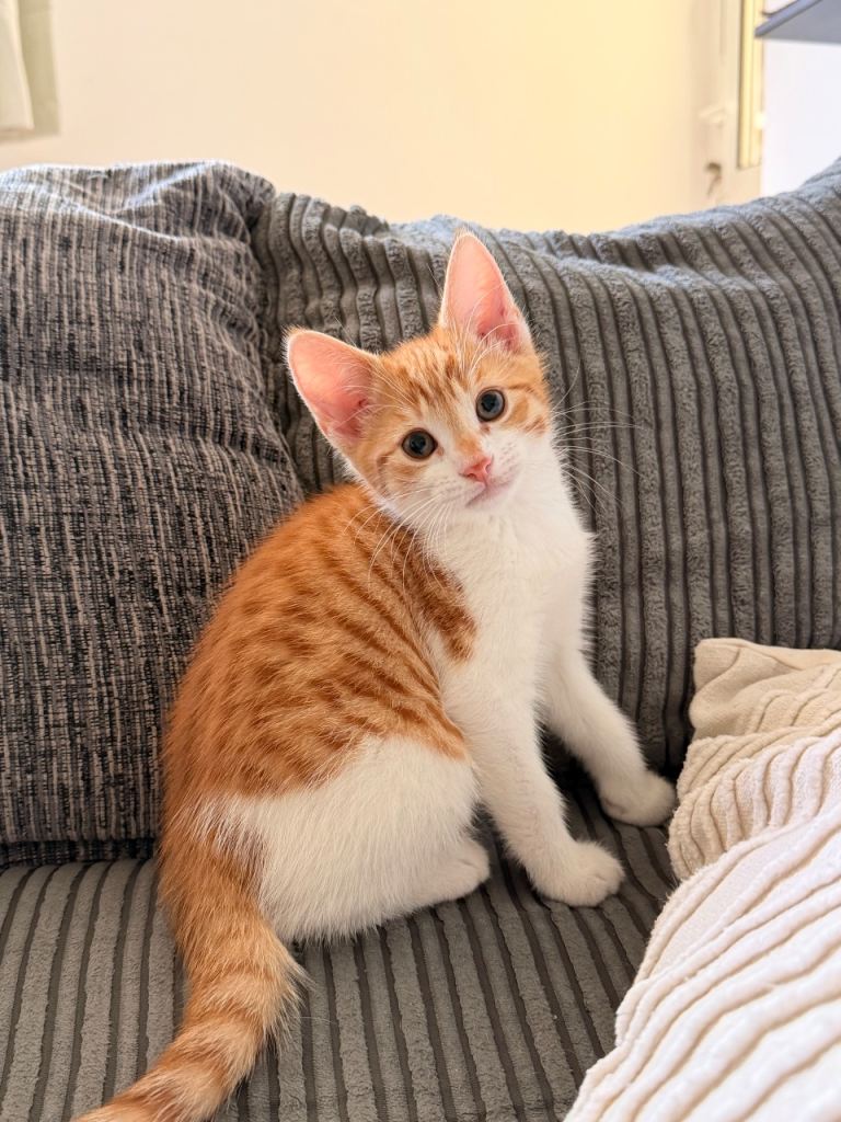 Adorable orange girl Bengal mix need gone ASAP