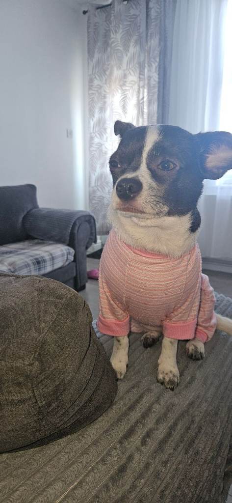 Chihuahua 