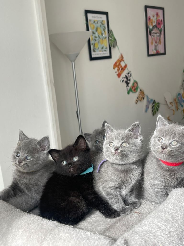 Beautiful British kittens 🐈‍⬛ 