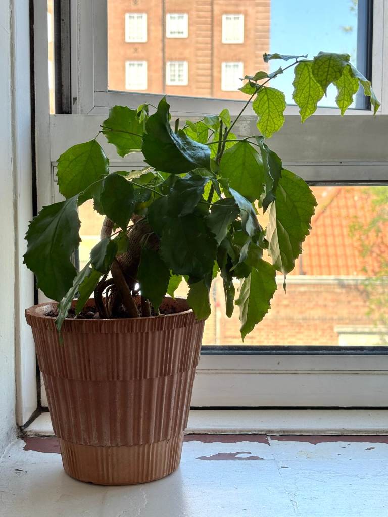 China doll houseplant (radermachera sinica) in terracotta pot