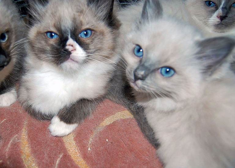 Ragdoll Kittens (100% Pure) - 2 left of 6 - Inverness/Lochcarron