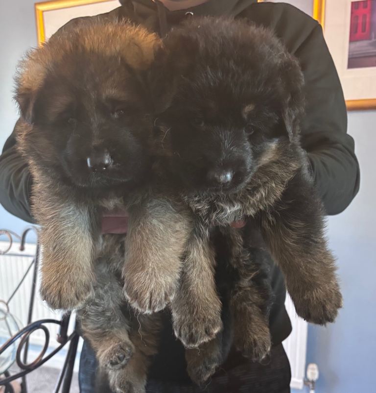 kc registered german shepherd puppies