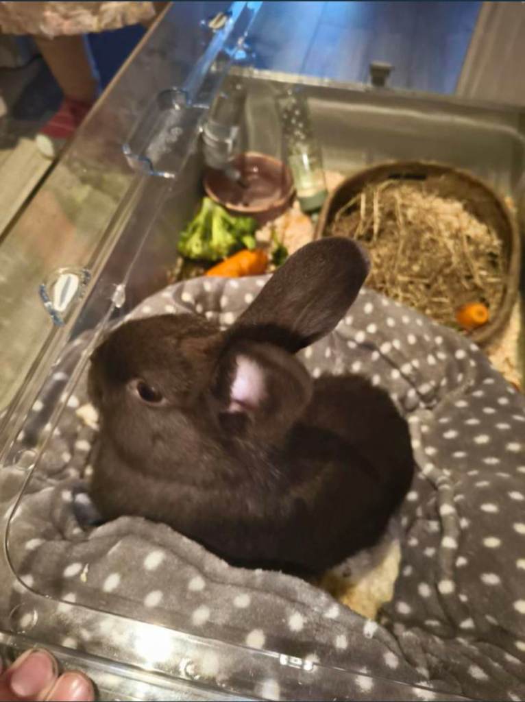 2 dwarf adorable rabbits 