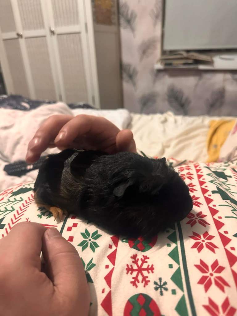 Guinee Pigs/male+female/14 weeks old