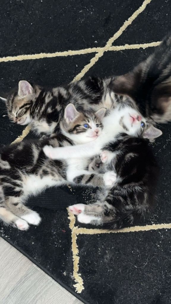 😍GORGEOUS TABBYS READY TO GO THEIR FOREVER HOME 😍