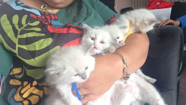Ragdoll kittens