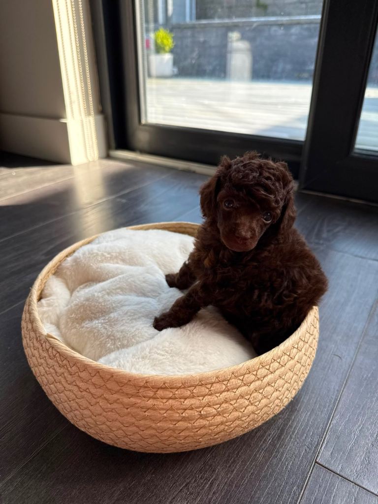 KC Reg Toy poodle