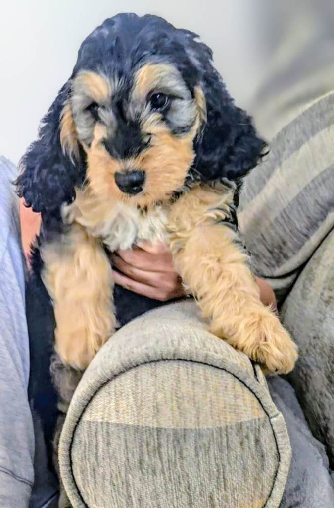 GENUINE F1, SHOW TYPE COCKAPOO.