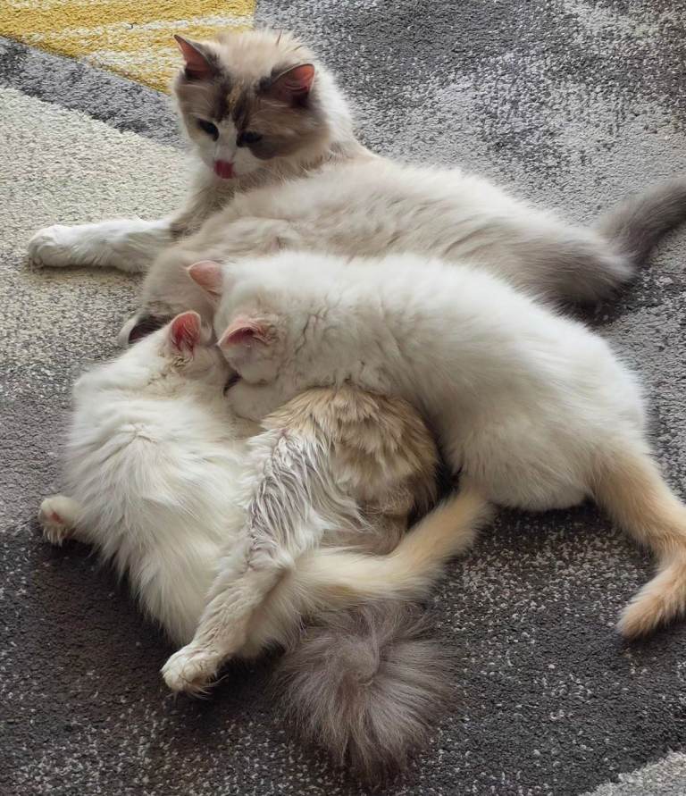 Stunning Male Ragdoll Kitten - Available August 2026