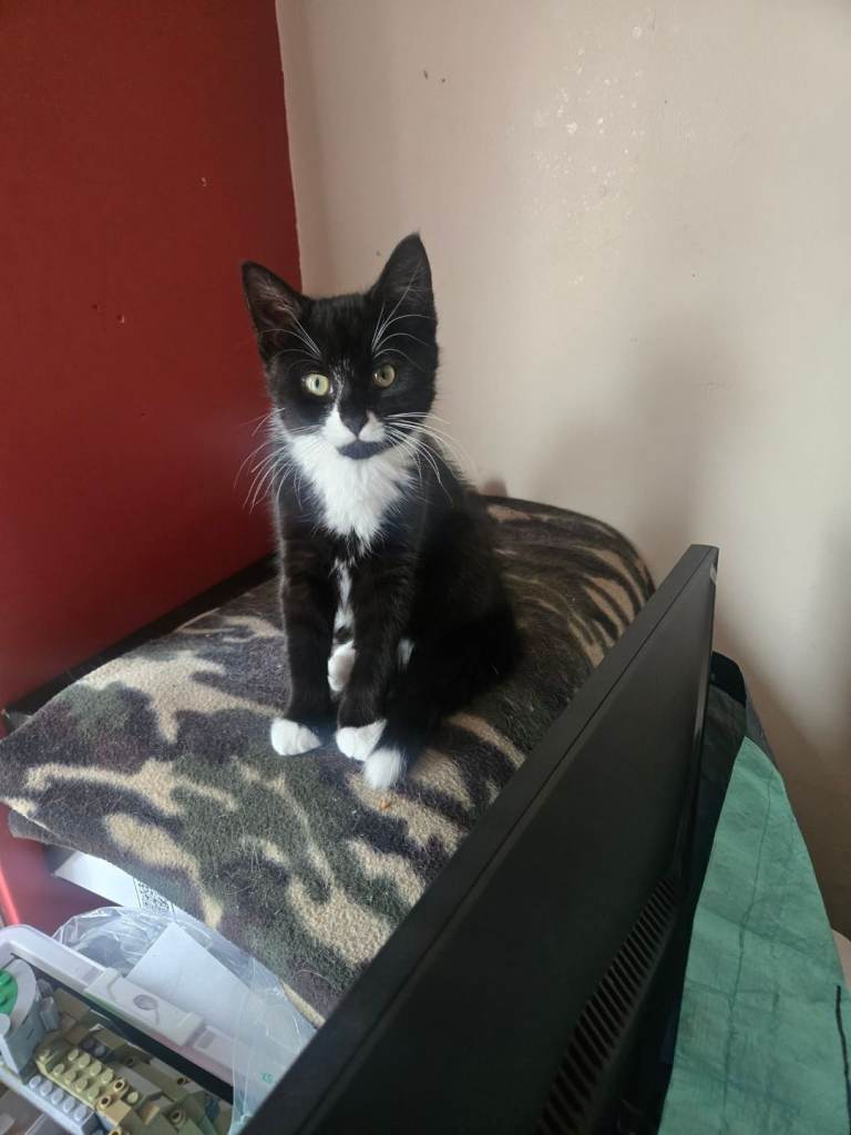 2 kittens looking for new homes