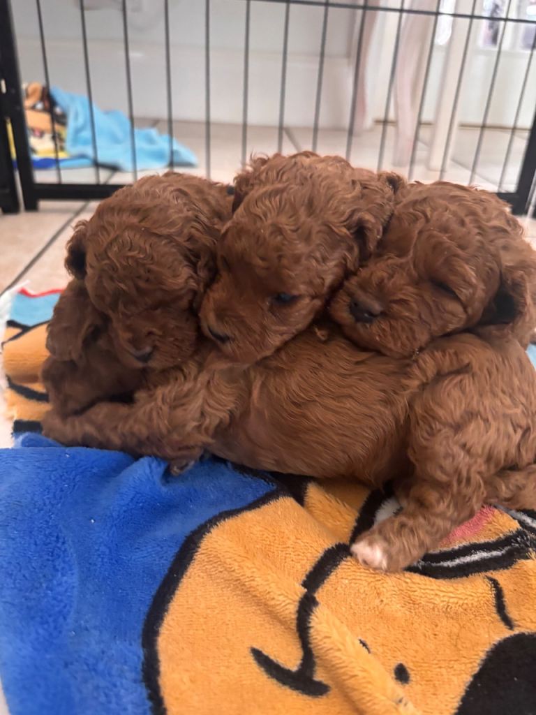 💕💕💕 FB1 Cavapoo Deep Red female puppies 💕💕
