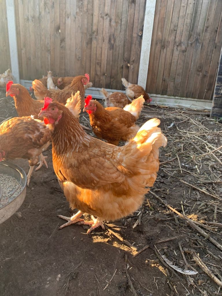 Chickens / Laying Hens