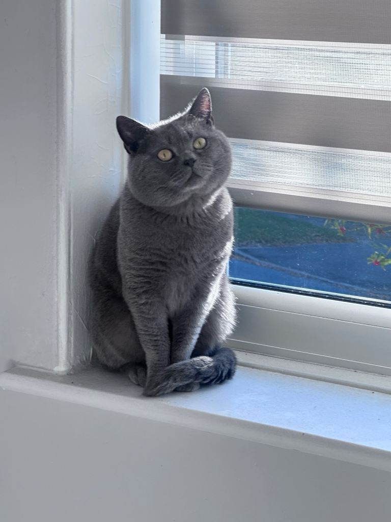 BSH MALE CAT for sale