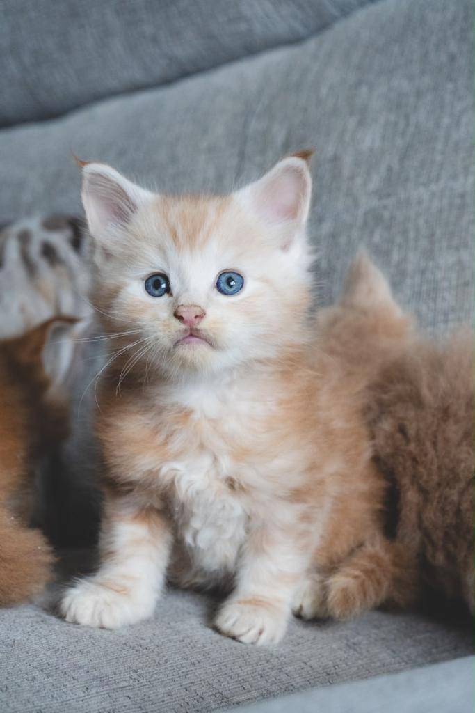 Last pedigree registered Maine coon kitten of litter 