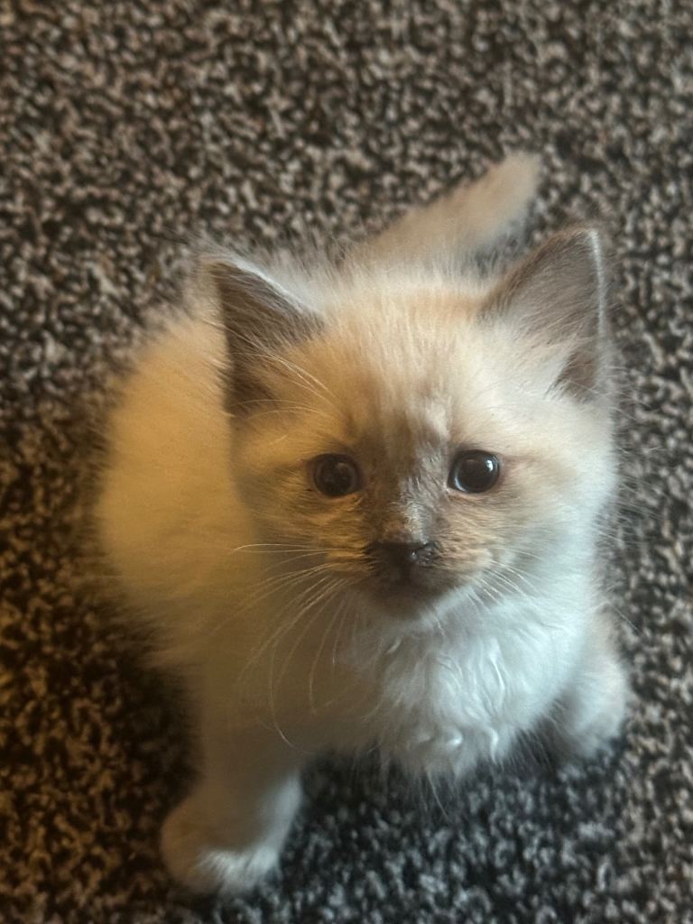 Pure Bred Ragdoll male kitten