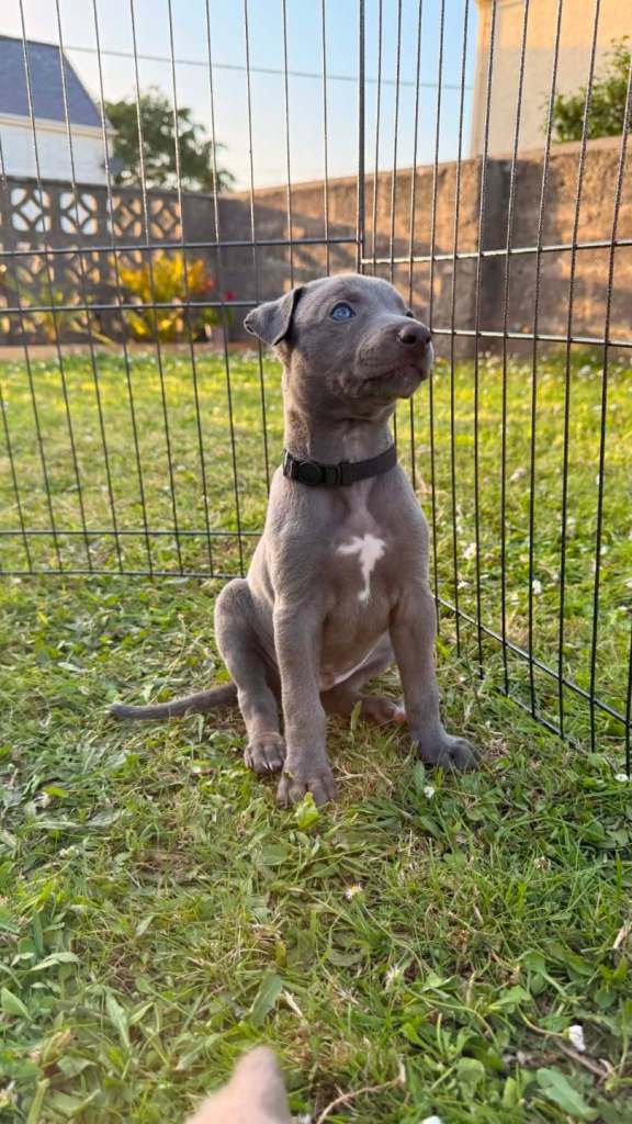 Whippet pups for sale pembrokeshire 