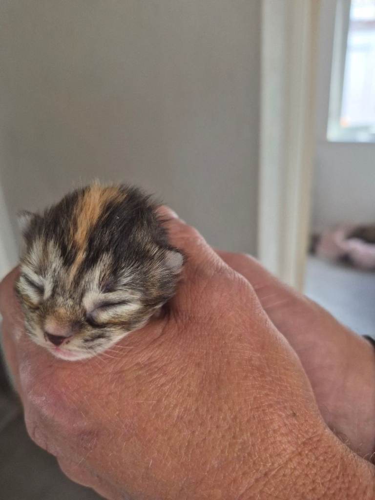 Four Beautiful kittens 