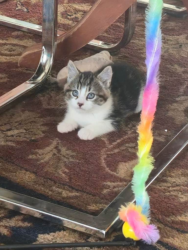 2x kittens for sale