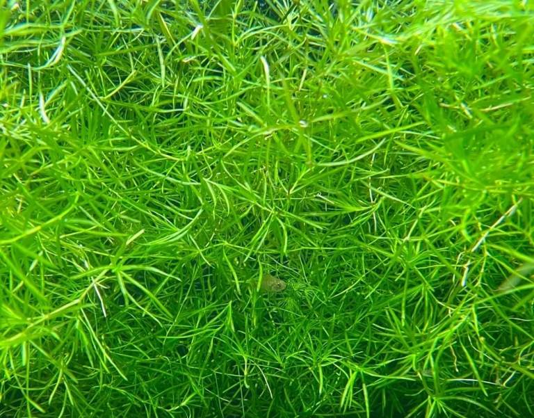 Live Aquarium Plants. Java Moss, Guppy Grass, Duckweed, Elodea, Water lettuce Riccia.