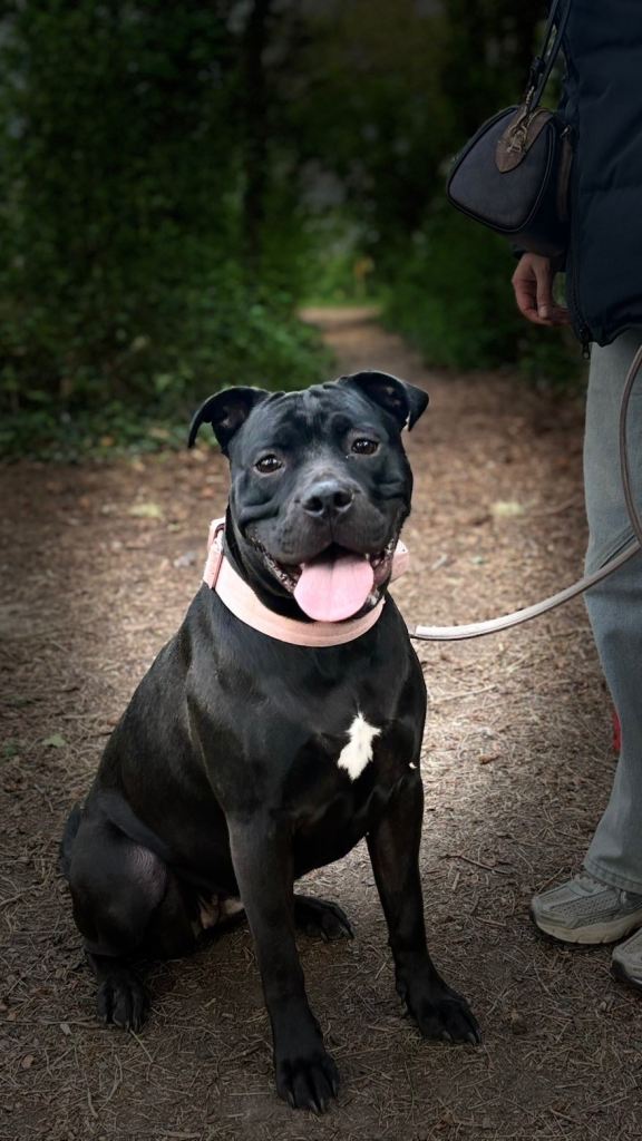 1 year old presa canario 