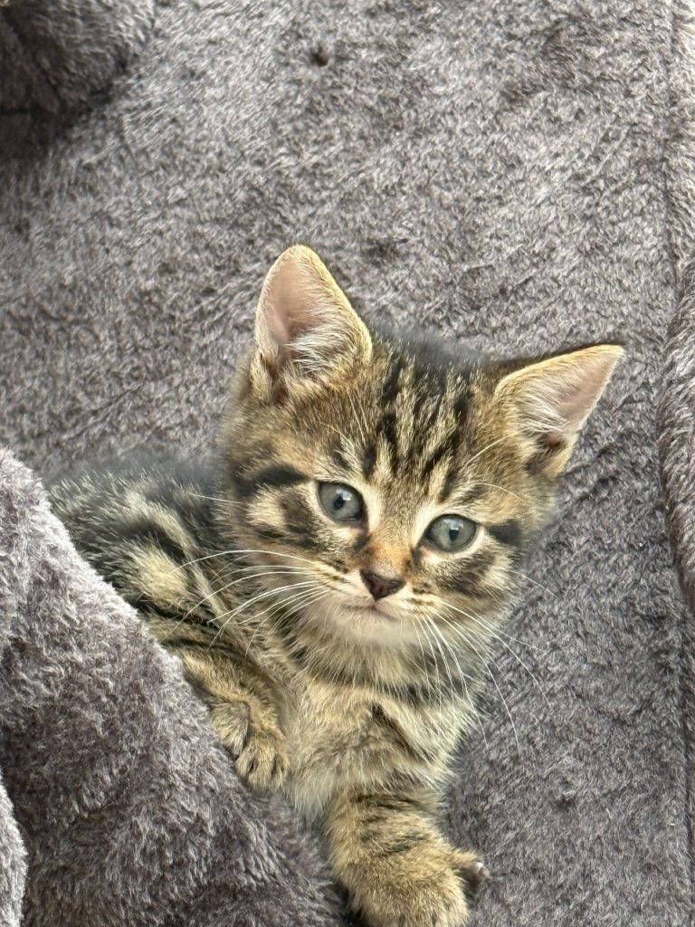 Beautiful kitten ready