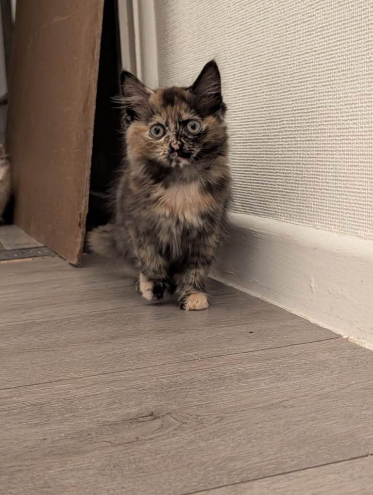 Ragdoll cross kittens 