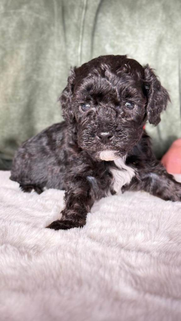 Last gorgeous flb girl cockapoo left 