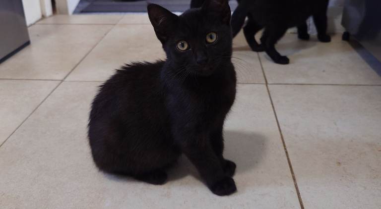 Black Kittens 