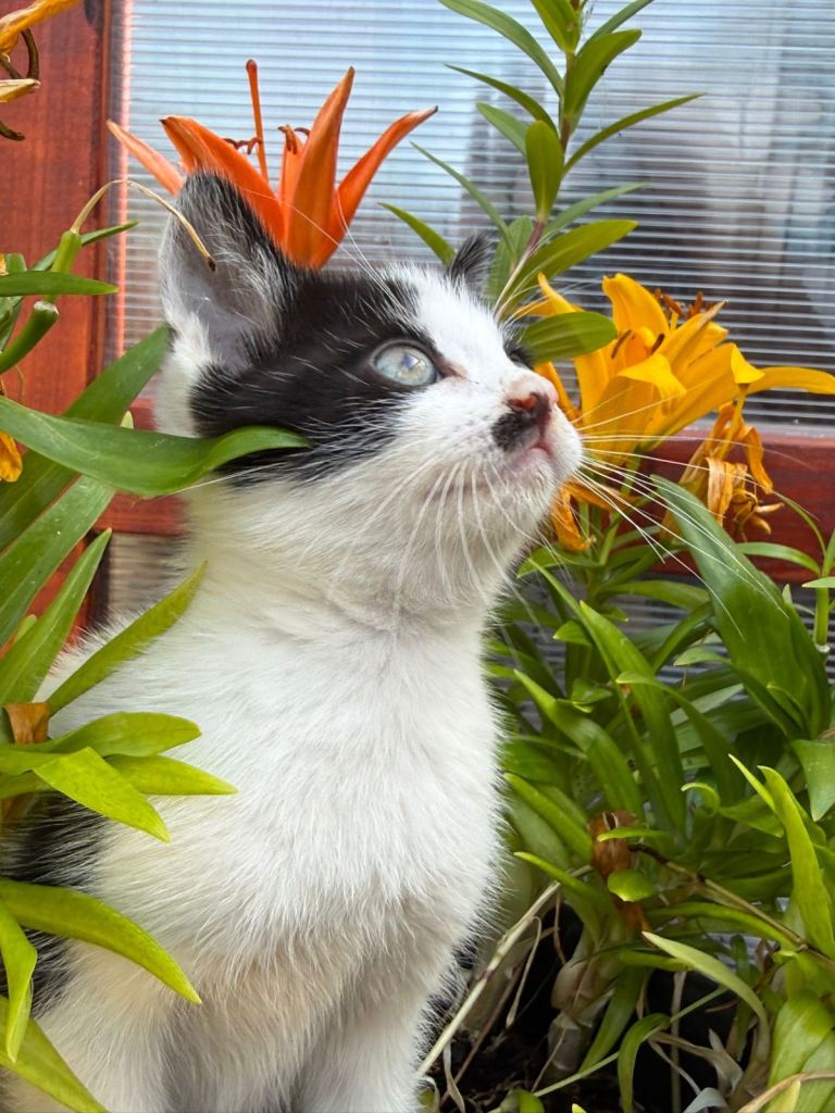 Kitten 🐈‍⬛ 