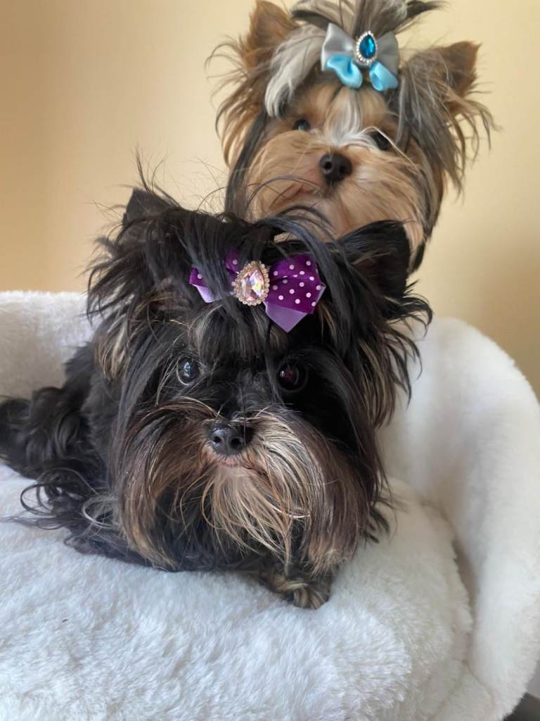   Beautiful Yorkie Biewer and Black for sale. 