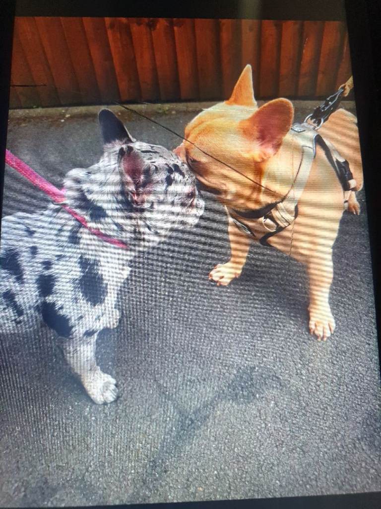 French bulldog 