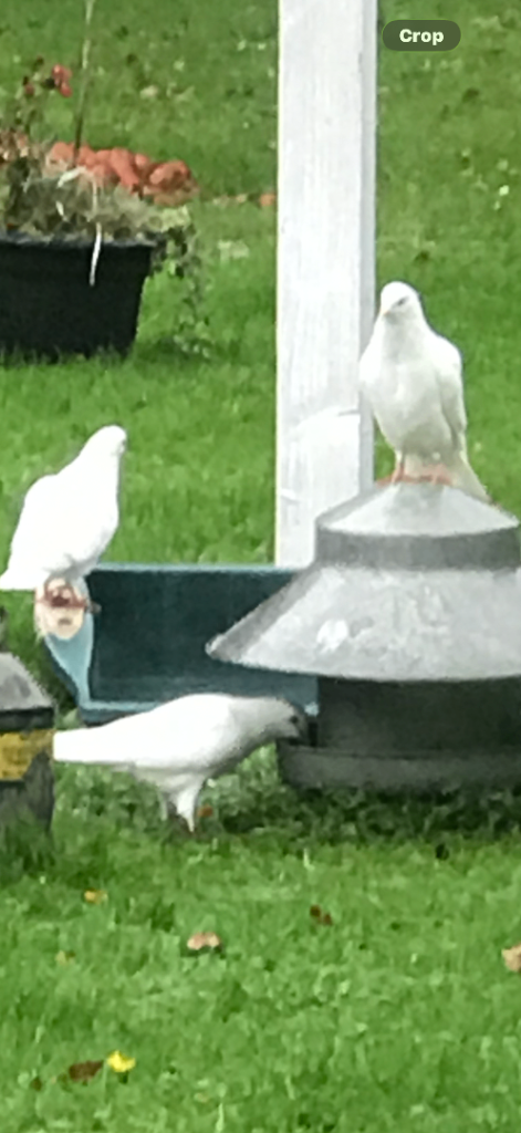 Doves 