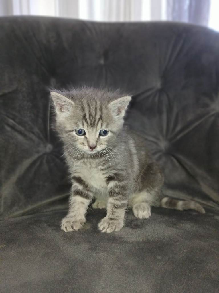 Grey kitten