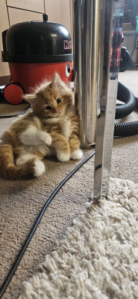 Kitten