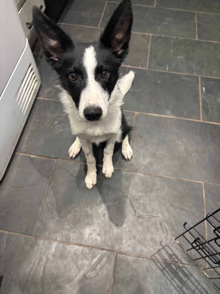 Collie pup 6months old 