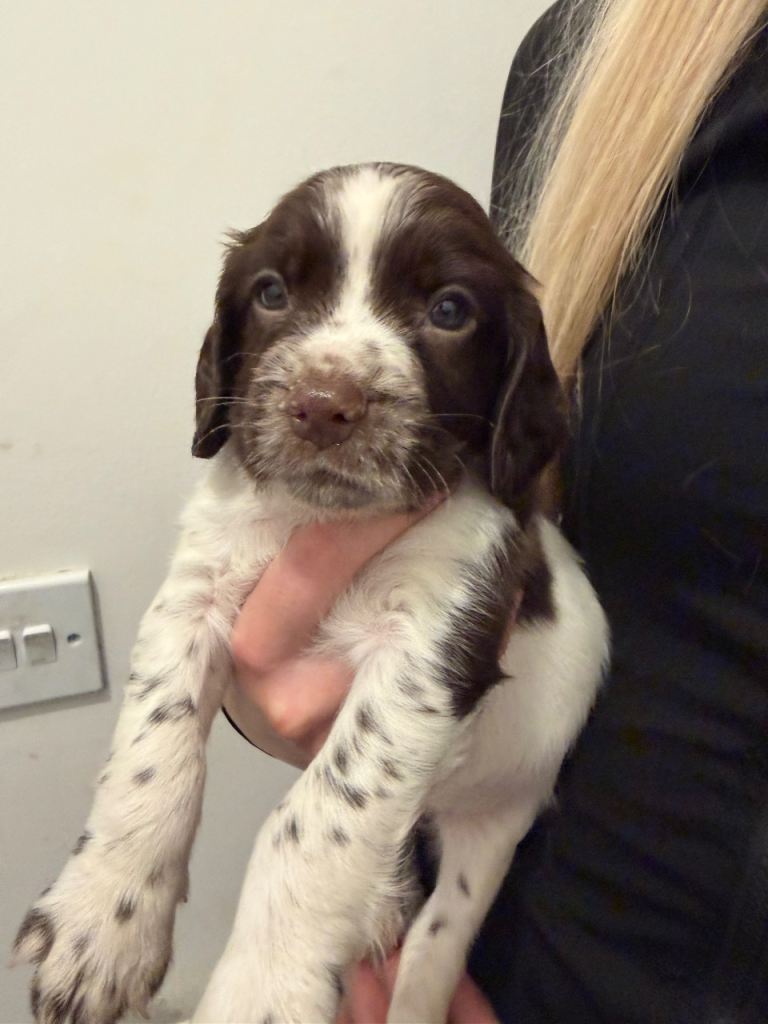 Springer spaniel puppies !