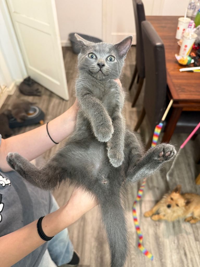 Ragdoll Grey cross British Grey short hair Kittens